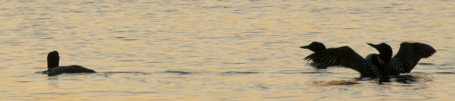 Loons Sliding by at the End of the Day bimage124549