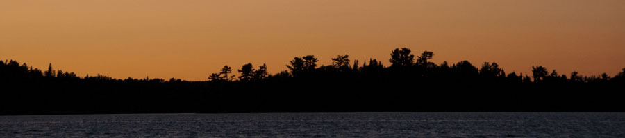 Forest in Sunset Silhouette bimage124090