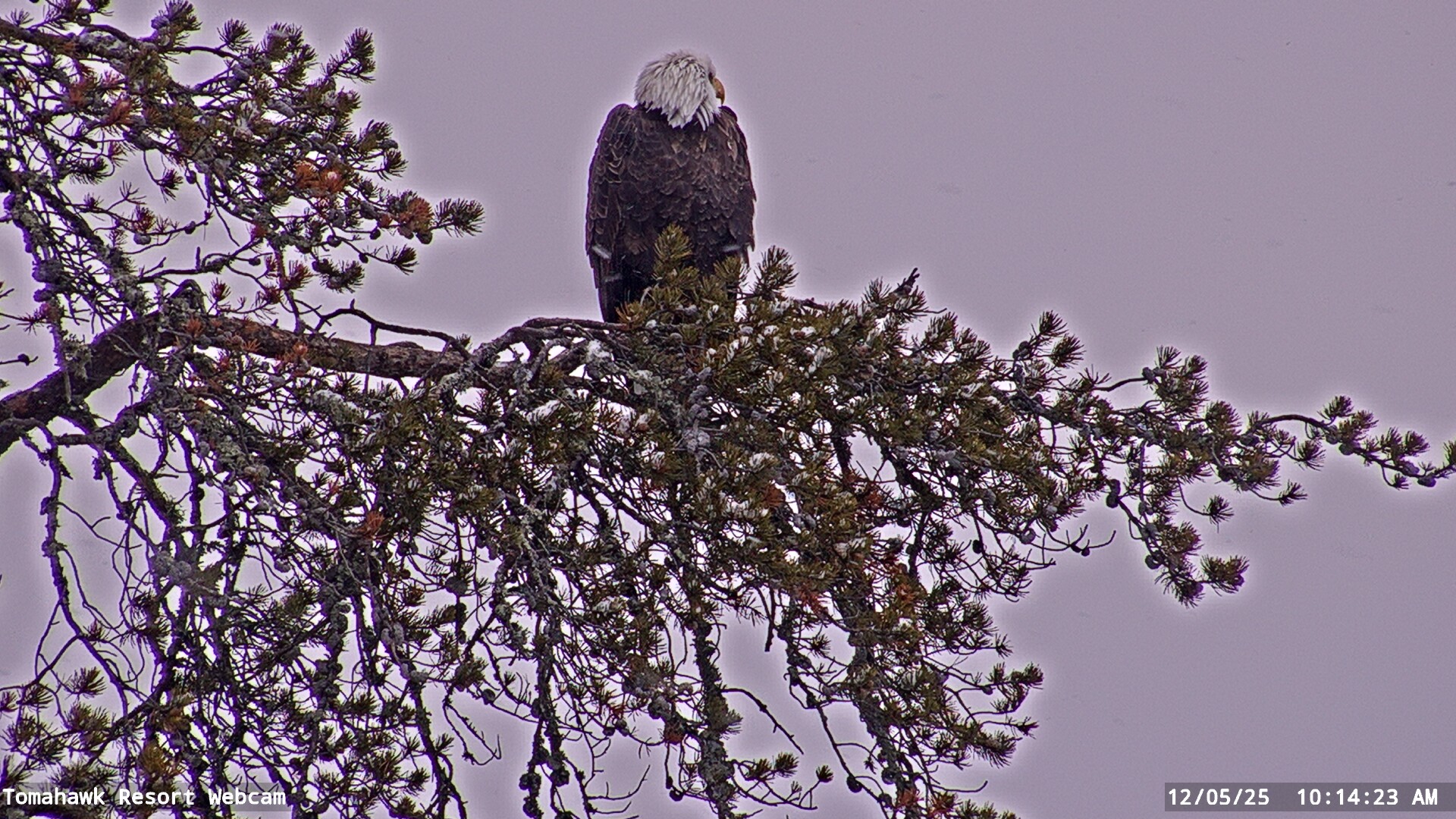 Lake of the Woods Webcam, Fri, 05 Dec 2025 16:14:27 GMT
