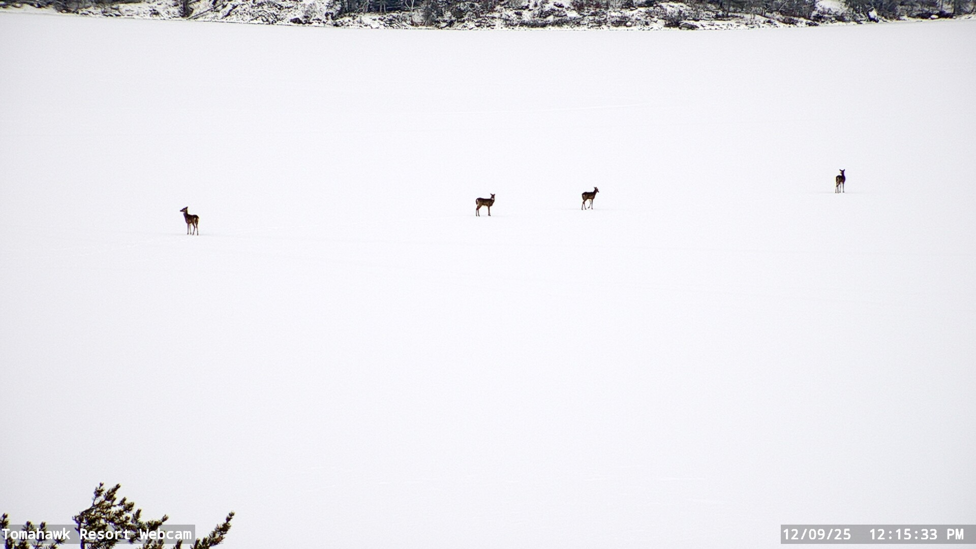 Lake of the Woods Webcam, Tue, 09 Dec 2025 18:15:34 GMT