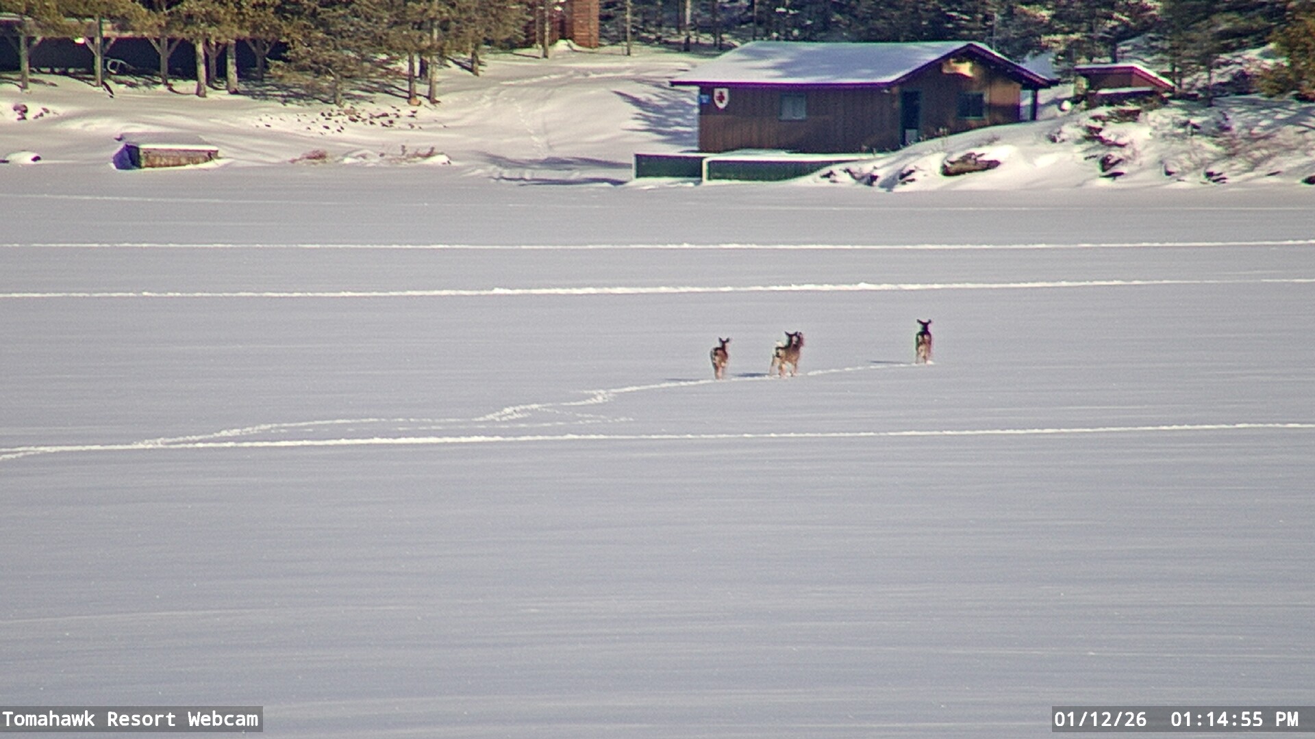 Lake of the Woods Webcam, Mon, 12 Jan 2026 19:14:57 GMT