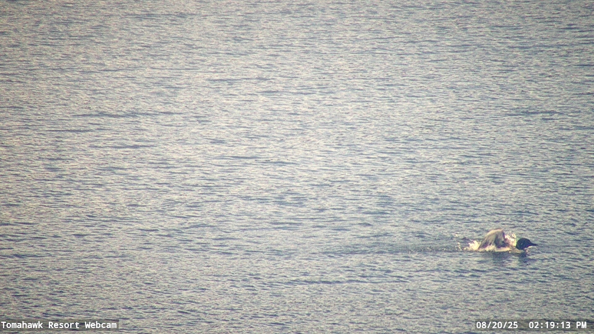 Lake of the Woods Webcam, Wed, 20 Aug 2025 19:19:08 GMT